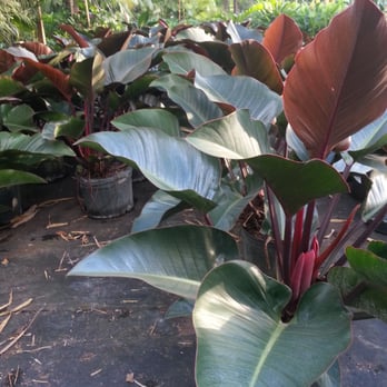 Action Sod & Landscape Gardens - Nurseries & Gardening Near Me - Miami, Florida Action Sod & Landscape Gardens - Nurseries & Gardening Near Me - Miami, Florida