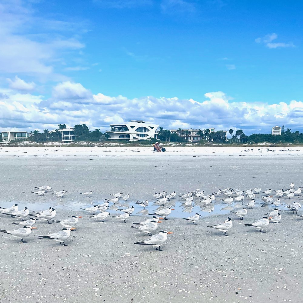 Lido Beach - SO many birds!!! - Beaches Near Me - Sarasota, Florida Lido Beach - SO many birds!!! - Beaches Near Me - Sarasota, Florida