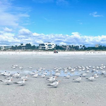 Lido Beach - SO many birds!!! - Beaches Near Me - Sarasota, Florida Lido Beach - SO many birds!!! - Beaches Near Me - Sarasota, Florida