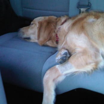 Fitdog - Fitdgog playtime SUCCESS! - Pet Groomers Near Me - Santa Monica, California