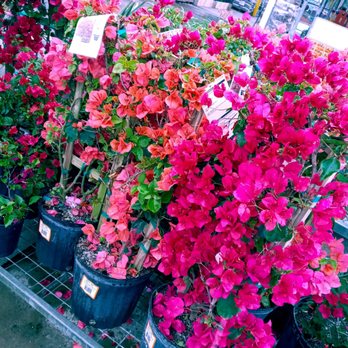 The Home Depot - Nurseries & Gardening Near Me - Jacksonville, Florida The Home Depot - Nurseries & Gardening Near Me - Jacksonville, Florida