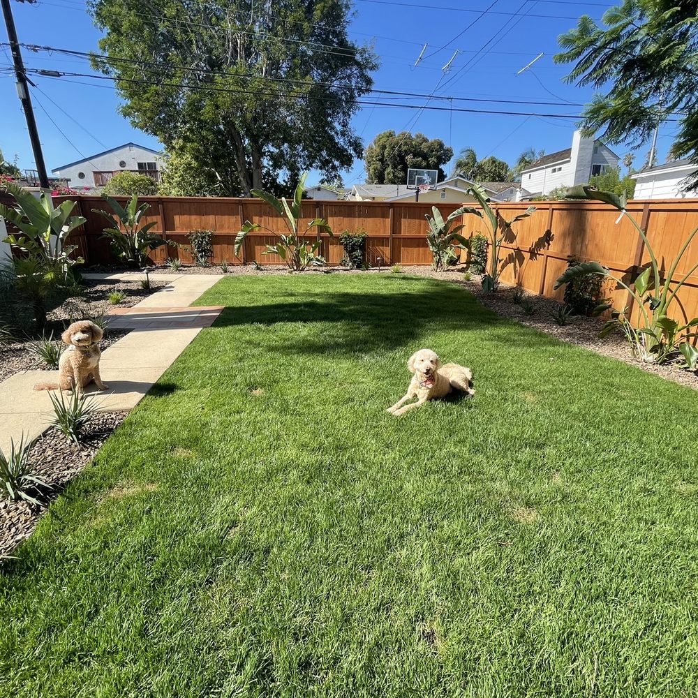 Smart Landscape - New grass, fence, and walkway to back gate. Plants were young in this photo but are thriving and filling in. - Landscaping Near Me - San Diego, California Smart Landscape - New grass, fence, and walkway to back gate. Plants were young in this photo but are thriving and filling in. - Landscaping Near Me - San Diego, California