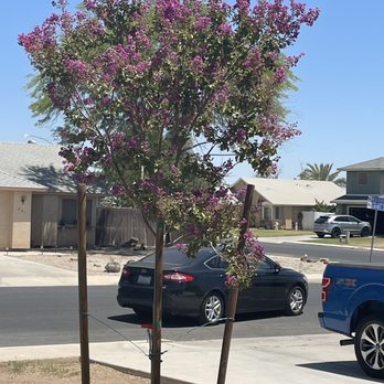 Moon Valley Nurseries - Twilight Crepe Myrtle is blooming. - Nurseries & Gardening Near Me - El Cajon, California