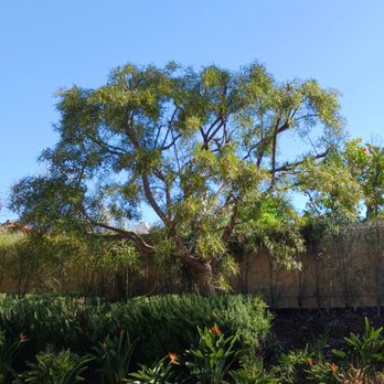 Sergio's Tree Service - Shaped and laced - Tree Services Near Me Sergio's Tree Service - Shaped and laced - Tree Services Near Me