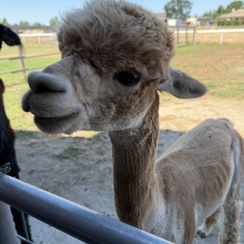 Ogden Alpaca farm - Food Tours Near Me Ogden Alpaca farm - Food Tours Near Me