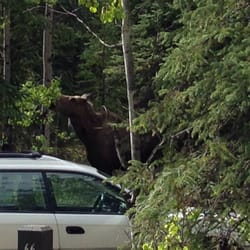 Riley Creek Campground - Spotted yest
