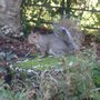 Photo of Tollcross Park