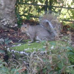 Tollcross Park