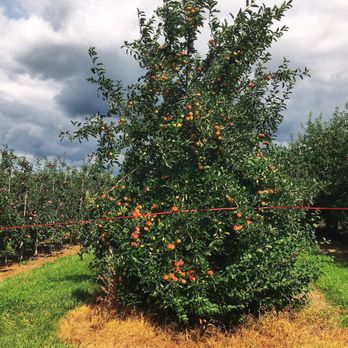 Abbott Farms - Apples - Fruits & Veggies Near Me - Baldwinsville, New York