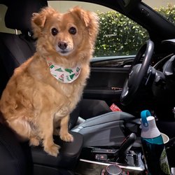 That's FETCH! Giftly Beautiful Gift Card Alternative