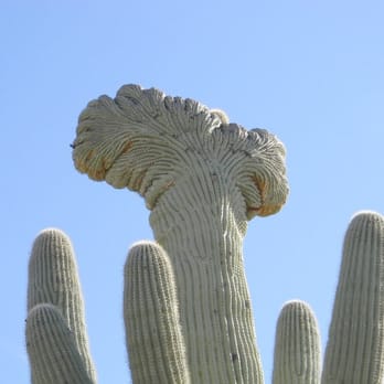 Hike In Tucson - This crested saguaro is in Colossal Cave Mtn Park we we offer a cave tour, a great hike, a bite of lunch & a horseback ride. - Hiking Near Me Hike In Tucson - This crested saguaro is in Colossal Cave Mtn Park we we offer a cave tour, a great hike, a bite of lunch & a horseback ride. - Hiking Near Me