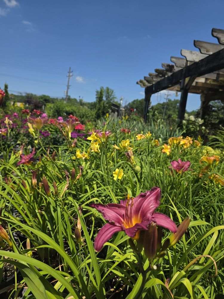 Maria S Garden North Royalton