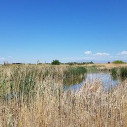 Duck Creek Trails - Wetlands in the desert.