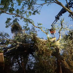 Greeley's Tree Service - amazing crane pulling the tree limb off