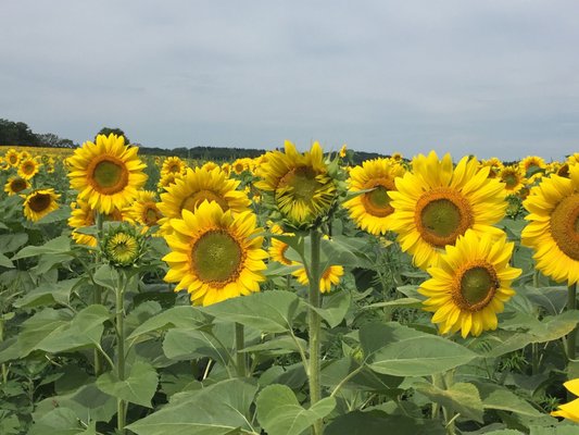 Pope Farm Conservancy by null