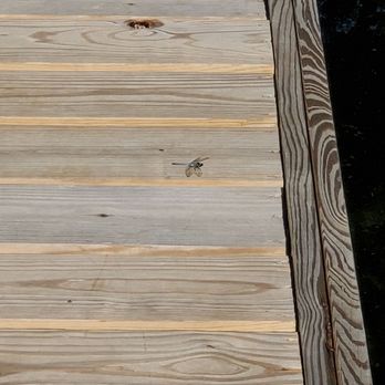 Shakamak State Park - The dragonflies were very active. - Parks Near Me - Jasonville, Indiana