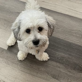 Top Gun Kennels - She's young and only know her home. - Pet Boarding Near Me - Fallon, Nevada Top Gun Kennels - She's young and only know her home. - Pet Boarding Near Me - Fallon, Nevada