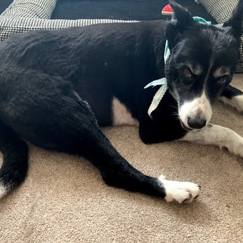 Tesslan Dog Spa - Uneven cut by inexperienced groomer. You can see exactly where the clippers were. - Pet Groomers Near Me - Bellevue, Washington