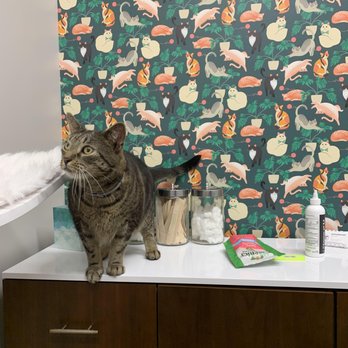 Urban Tails Veterinary Hospital - Veterinarians Near Me - Durham, North Carolina Urban Tails Veterinary Hospital - Veterinarians Near Me - Durham, North Carolina