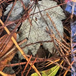 Francis Marion National Forest