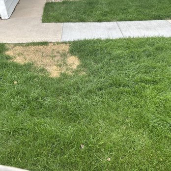 Custom Management Group - Dead and uncut grass - Property Management Near Me - Aurora, Colorado