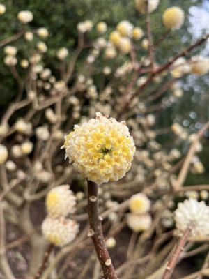Washington Park Arboretum by null