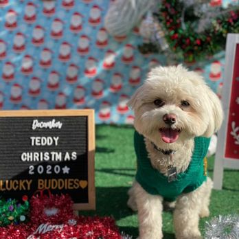 Lucky Buddies Pet Sitting - Pet Boarding Near Me - San Jose, California Lucky Buddies Pet Sitting - Pet Boarding Near Me - San Jose, California