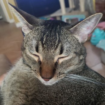 Santa Fe Animal Clinic - This is Robbie. A rescue. Wonderful and smart girl. - Veterinarians Near Me - Encinitas, California Santa Fe Animal Clinic - This is Robbie. A rescue. Wonderful and smart girl. - Veterinarians Near Me - Encinitas, California