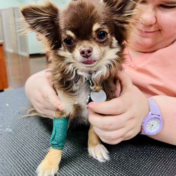 Cobblestone Veterinary Care - Veterinarians Near Me - Tempe, Arizona Cobblestone Veterinary Care - Veterinarians Near Me - Tempe, Arizona