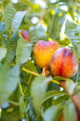 Andy's Orchard by null