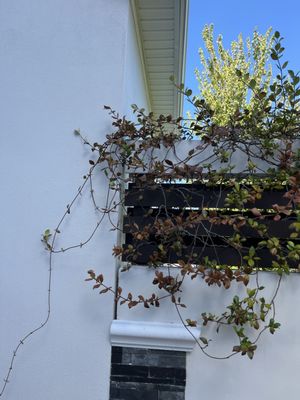 Hammerhead Roof and Structure Softwash