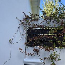 Hammerhead Roof and Structure Softwash - Dead jasmine vines