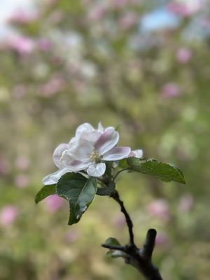 The Hill Garden and Pergola by null