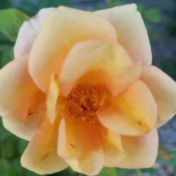 Carson City-Nevada - Sweetheart yellow roses aka petite or miniature, be sure to always stop to smell the roses around town. - Local Flavor Near Me - Carson City, Nevada