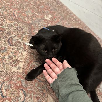 Le Chat Noir Bookstore & Cat Lounge - Bookstores Near Me - Redlands, California