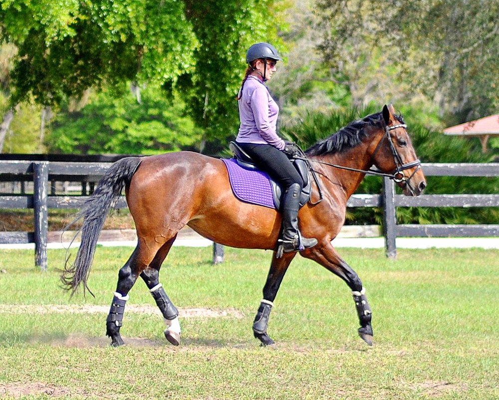 Red Moon Farm - equestrian in Ocala, FL