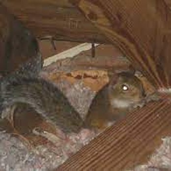 Steve's Wildlife - squirrels in attic - Wildlife Control Near Me - Oceanside, New York Steve's Wildlife - squirrels in attic - Wildlife Control Near Me - Oceanside, New York
