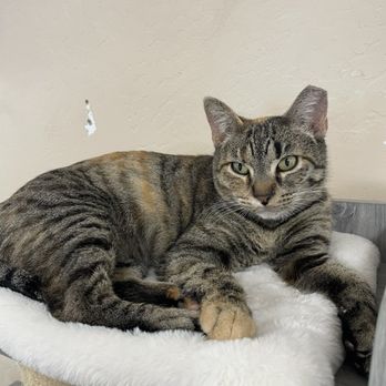 The Casual Cat Cafe - Pet Stores Near Me - Richland Hills, Texas