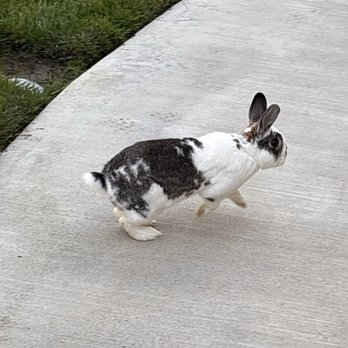 South Temecula Veterinary Hospital - Bandit - Veterinarians Near Me - Temecula, California