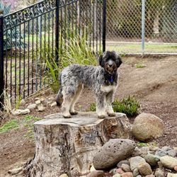 Zoom Room Dog Training
