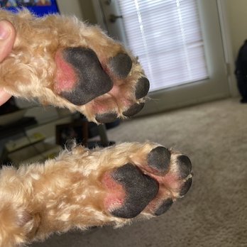 Petco - These were a couple days afterwards, as I didn't see her paws like this for a couple days but they were very raw as you can see with cuts - Pet Training Near Me - Columbus, Indiana