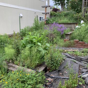 NF Junk Removal & Landscape - I was so distraught about having shoulder surgery and how i couldn't even maintained my garden anymore. - Landscaping Near Me - Seattle, Washington NF Junk Removal & Landscape - I was so distraught about having shoulder surgery and how i couldn't even maintained my garden anymore. - Landscaping Near Me - Seattle, Washington