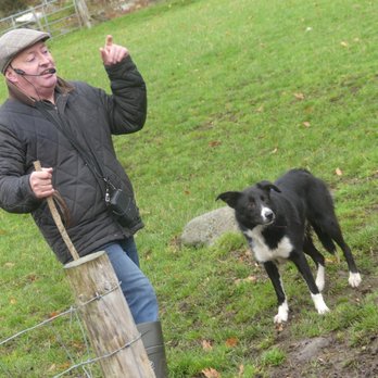 Cullen's Sheep Farm - Farms Near Me - Laragh East, WW