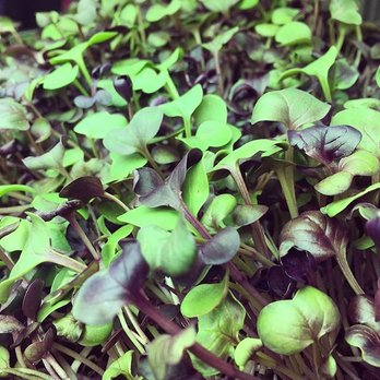 The Microgreenery - Purple Radish - Fruits & Veggies Near Me