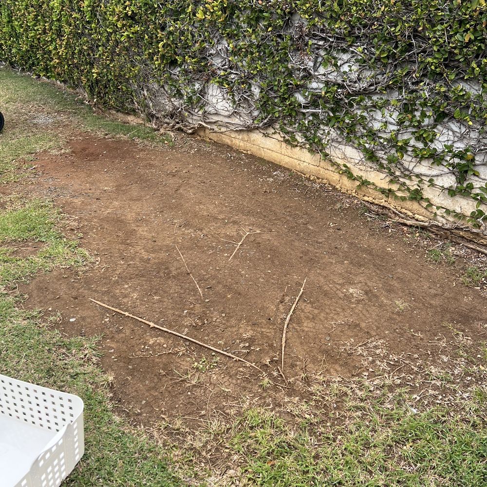 Murakami Landscaping - Wanted to protect these roots of our 65 year old vine hedge - Irrigation Near Me Murakami Landscaping - Wanted to protect these roots of our 65 year old vine hedge - Irrigation Near Me