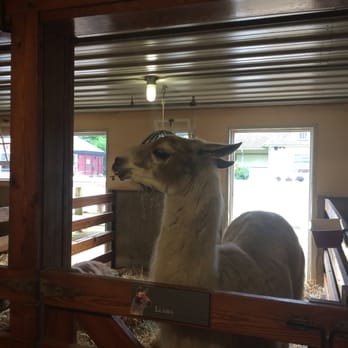 Cosley Zoo - Photogenic Llama - Zoos Near Me - Wheaton, Illinois