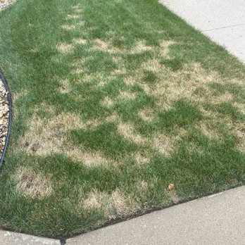 TruGreen Lawn Care - After treatment. - Tree Services Near Me - Hickory Hills, Illinois TruGreen Lawn Care - After treatment. - Tree Services Near Me - Hickory Hills, Illinois