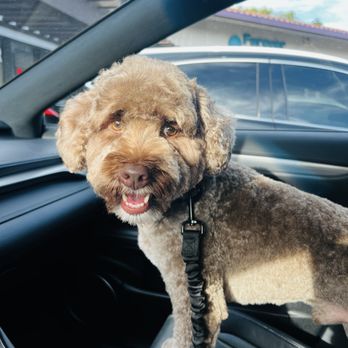 Furever Grooming - After - Pet Groomers Near Me - Milpitas, California Furever Grooming - After - Pet Groomers Near Me - Milpitas, California