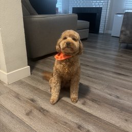 Dash loves his haircut!