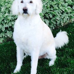 Aspen Grooming & Pet Supply